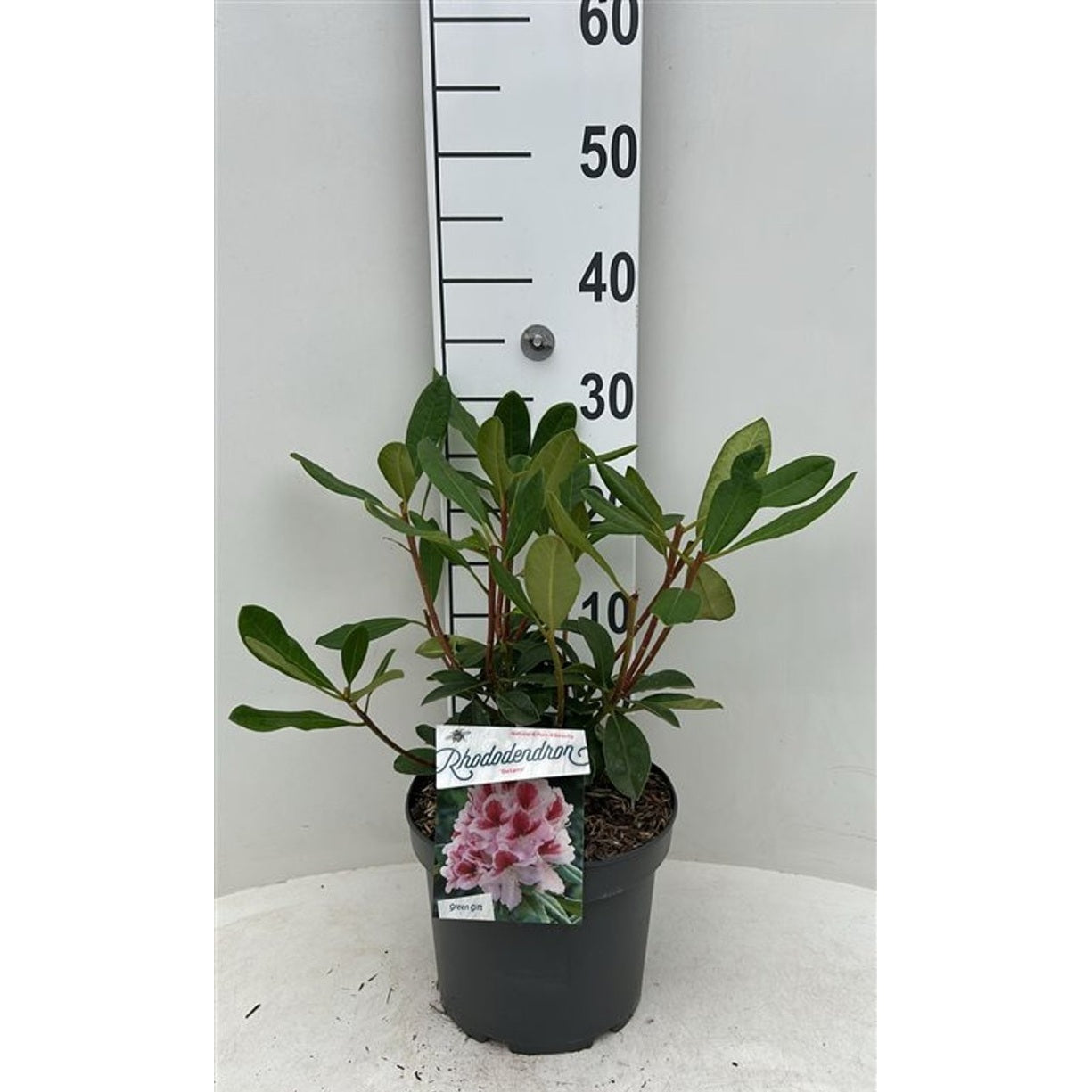 Rhododendron – Rhododendron Belami - C5 30-40 CM